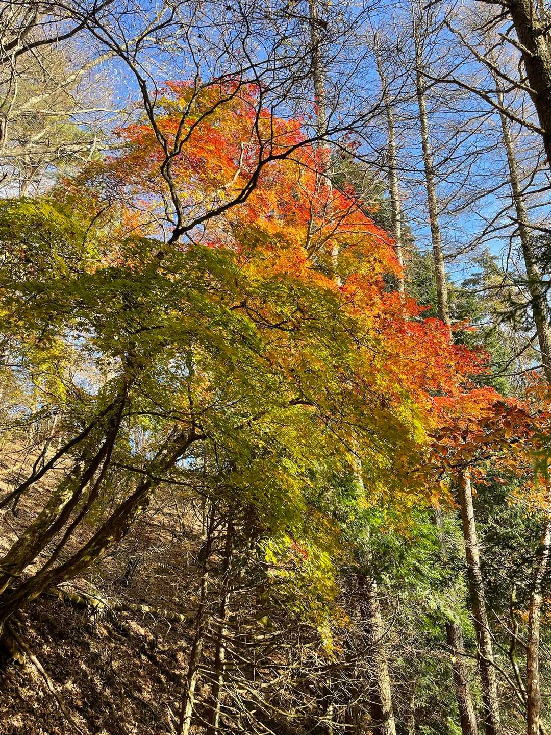 紅葉🍁がキレイな木🌲発見💡