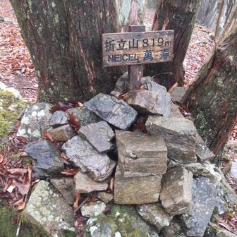 山頂に到着。山頂付近には少し広葉樹林も。