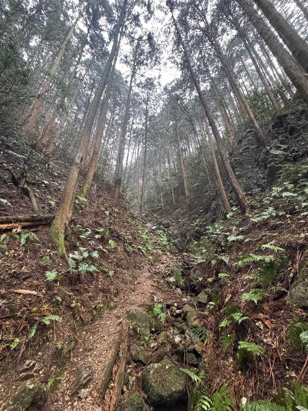太平山-顔振峠 周回コースの写真