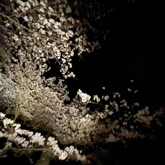 竈門神社思ってたより桜咲いてる