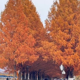 マキノピックランドは、駐車場渋滞発生中🚙🚗