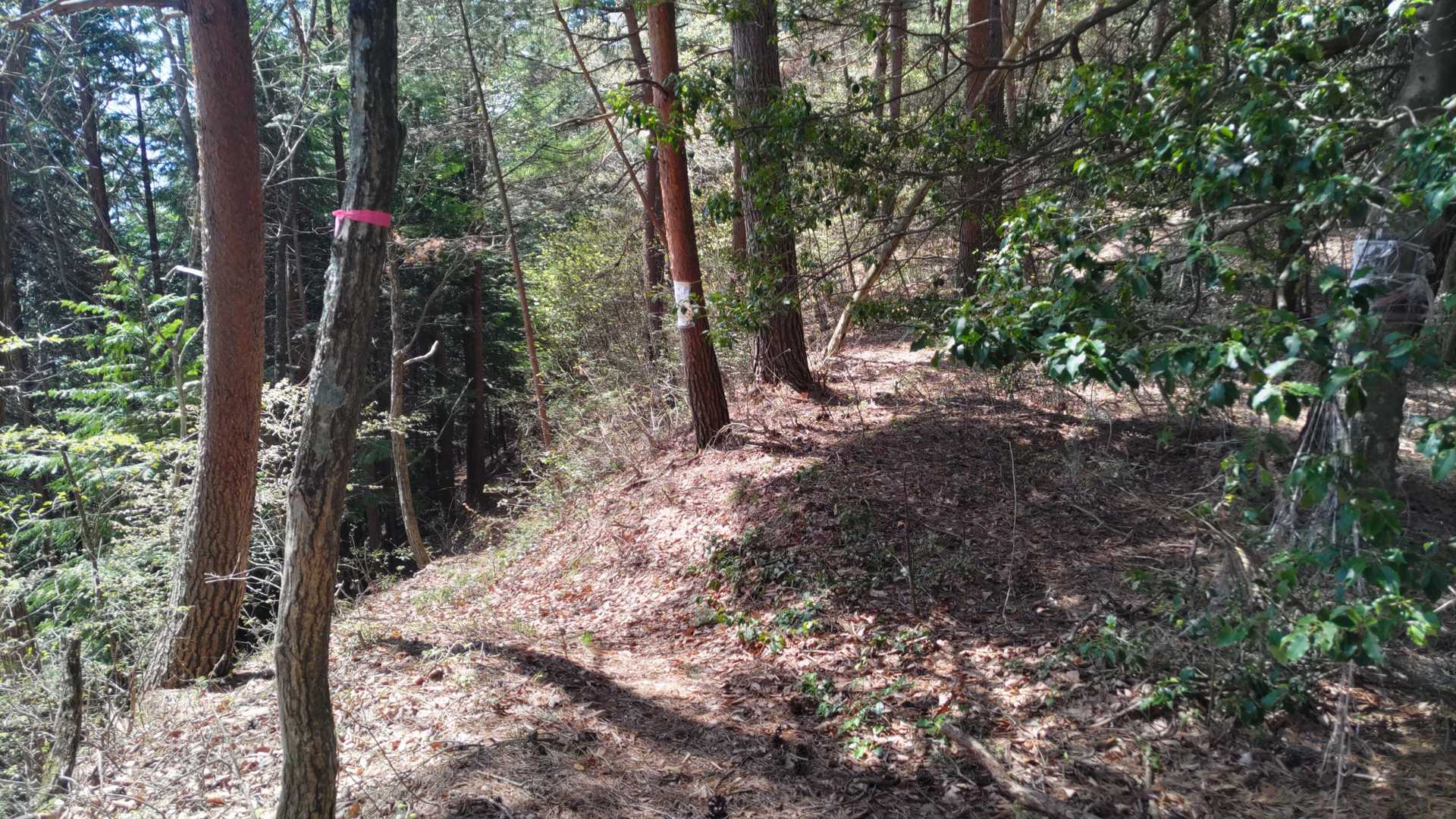 分岐点。往路は湯坂山経由で右から来ました。下りは左下の登山道へ。