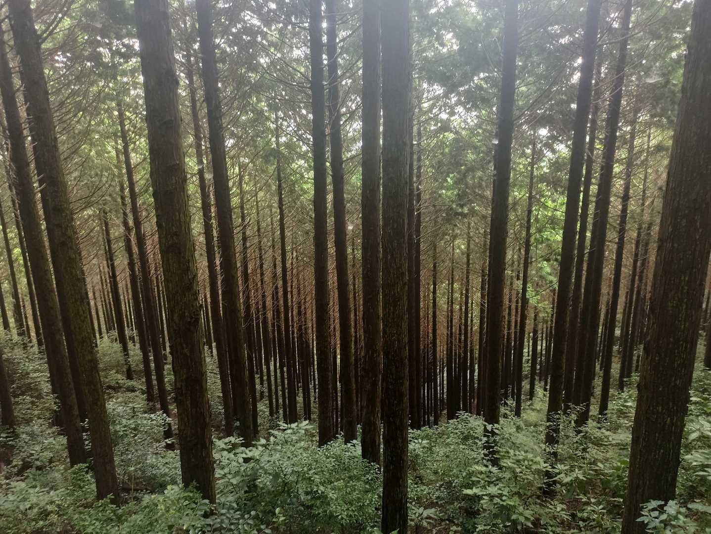 提谷登山口-百日絶食記念碑-宝満山 往復コースの写真