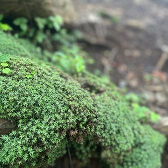 苔はツヤツヤ