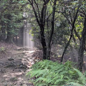 霧の流れに太陽が当たり
美しい✨️
登山道に突然現れた滝💧😯
