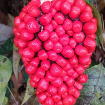 ヤバっ⚠️シュウ酸カルシウム💀
