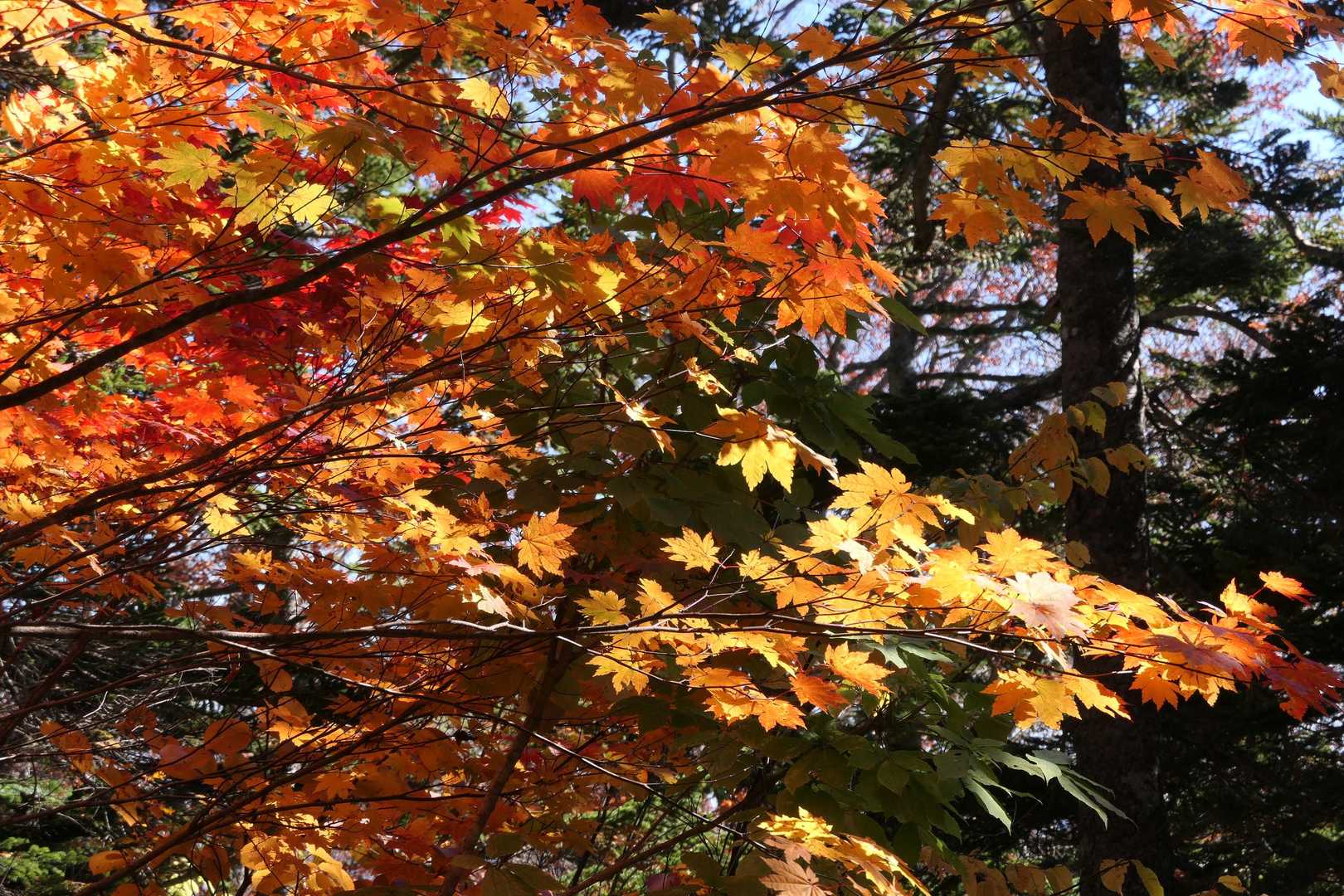 樹林帯は木々が色づいてます。