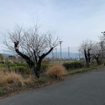 ここのサクラはこれから。
一段下は見頃っぽいです。
お疲れ山でした😊