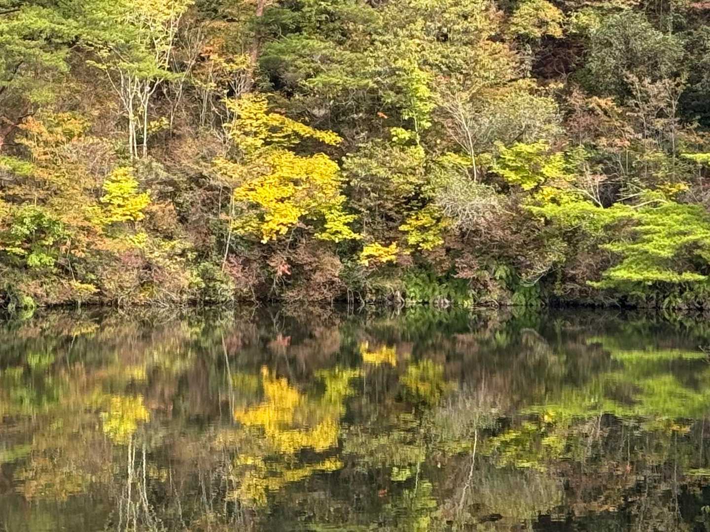 色づき始め🍁