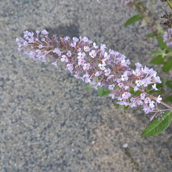 お花にゃ