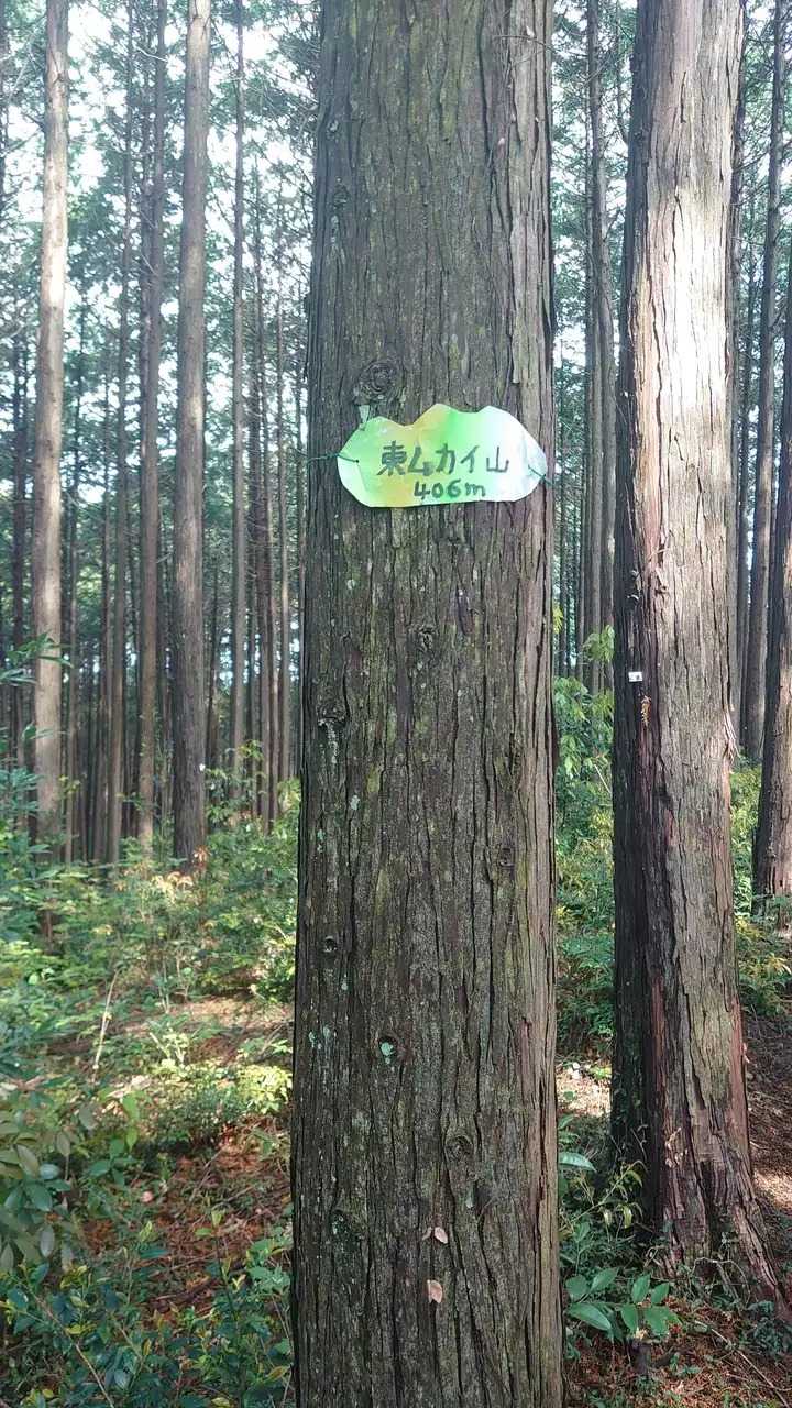 東ムカイ山の写真