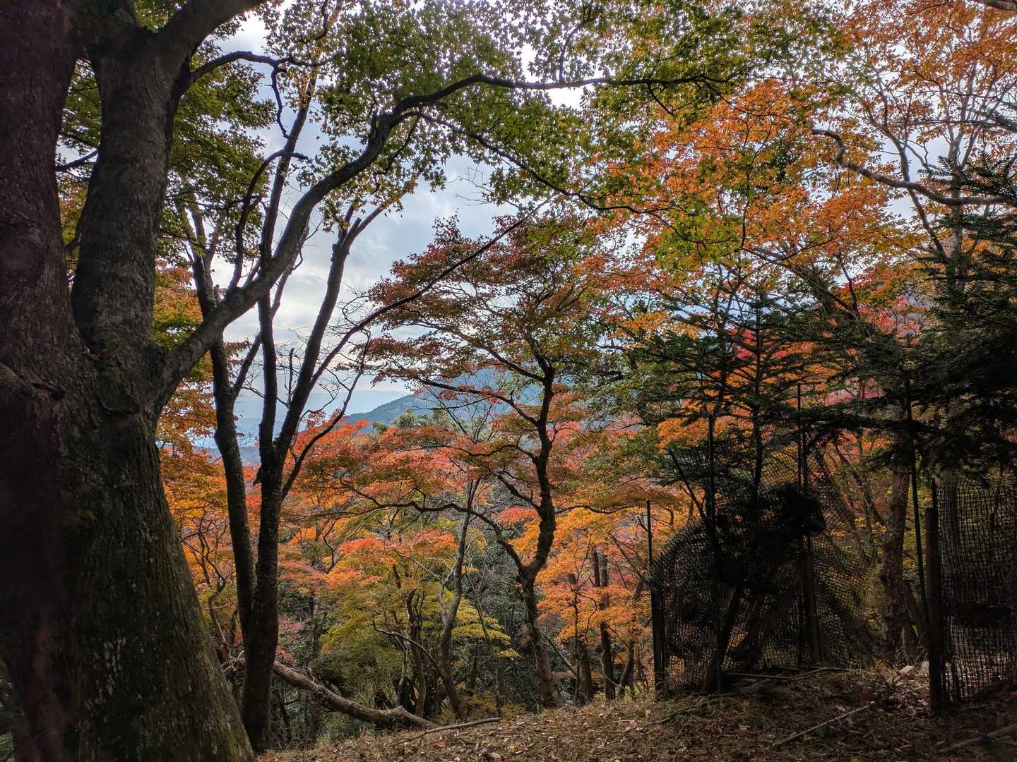 阿夫利神社下社-大山-見晴台 周回コースの写真