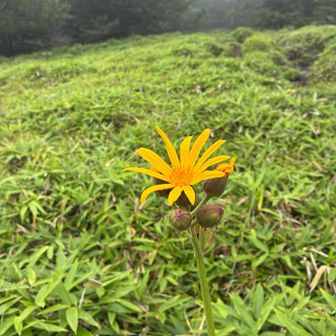 マルバダケブキ