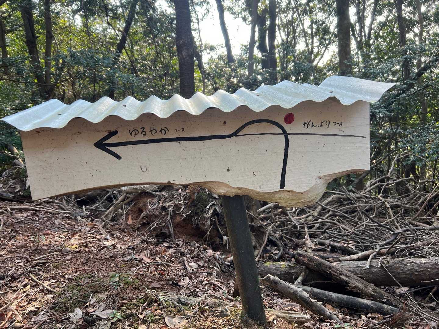 おかわり雁飛山もあるので頑張りコース一択！
そしてここから振り返ると！