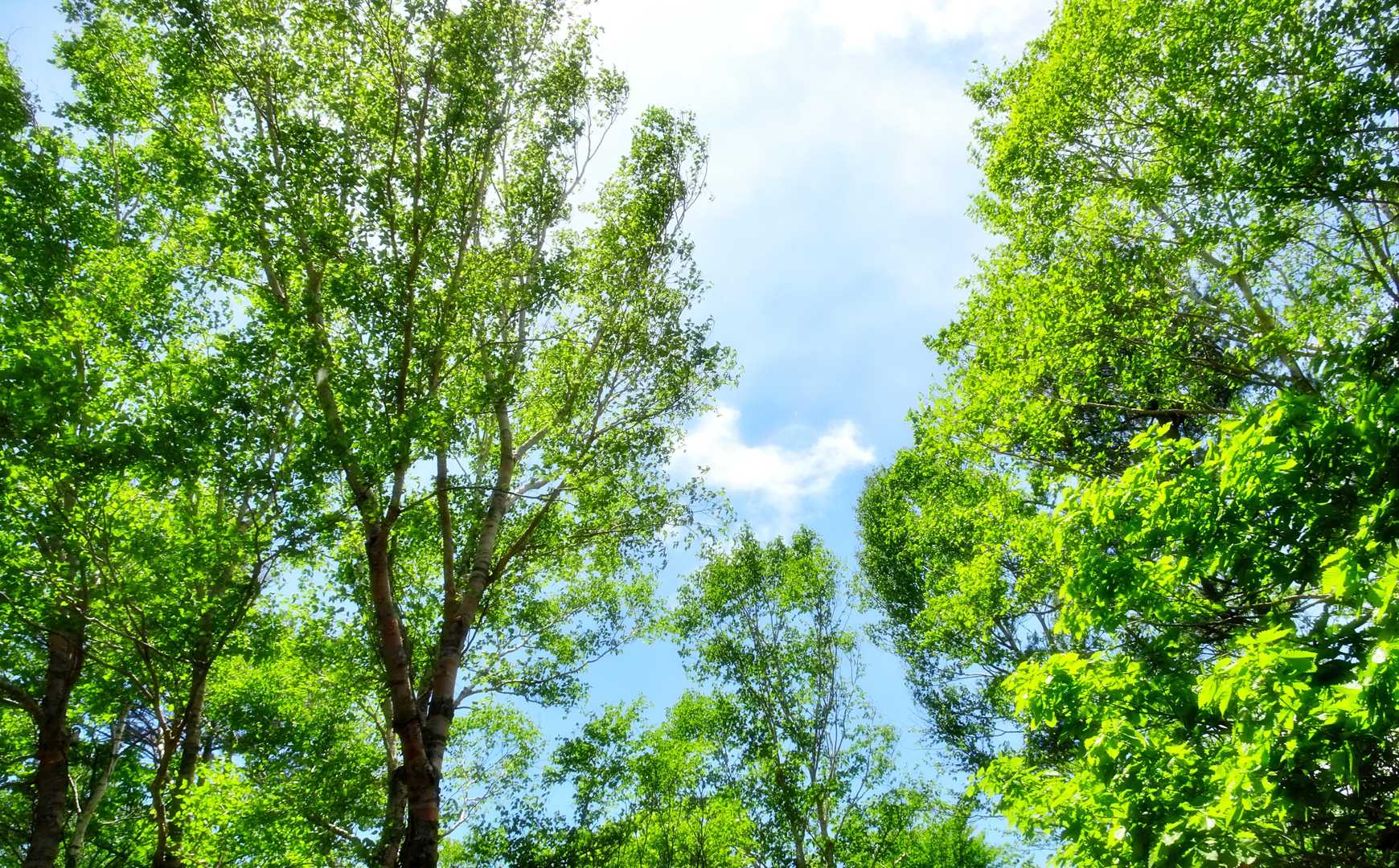 空は青空
新緑が気持いいですね～🎵
