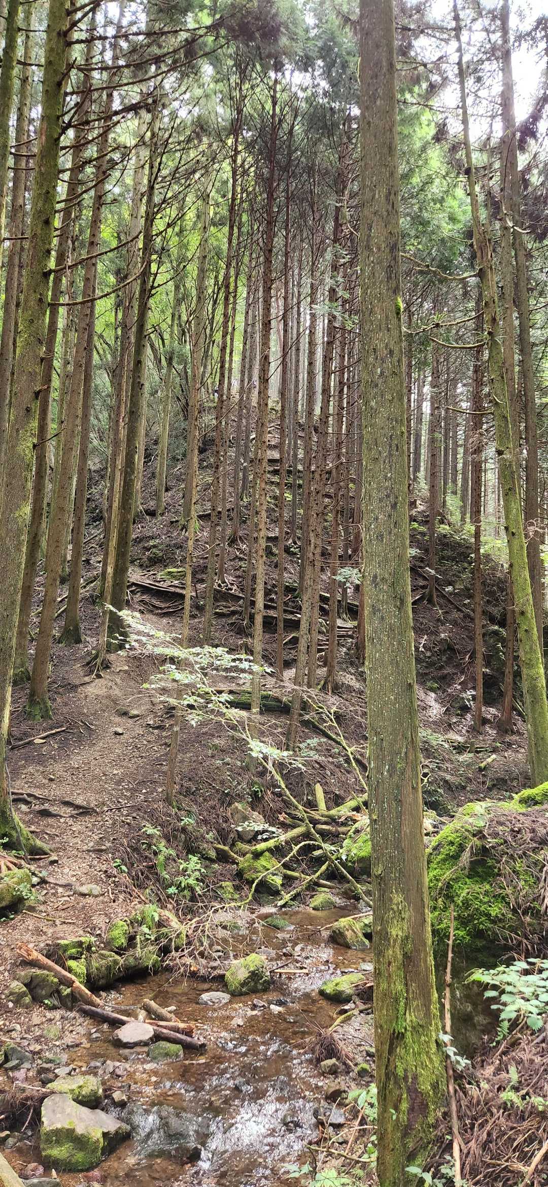 急登感伝われ😁