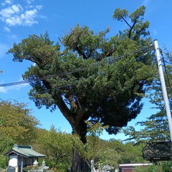 長谷寺