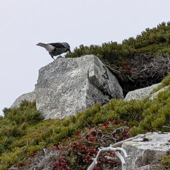 ホシガラス（星烏）
​岩の上からハイマツを見下ろしている鳥はホシガラスです。
​特徴: 「高山の森のメッセンジャー」とも呼ばれるカラス科の鳥です。焦げ茶色の体に散りばめられた白い斑点模様が夜空の星のように見えることからこの名前がつきました（お腹から尾の裏側が白いのも大きな特徴です）。ハイマツの実が大好物で、まさに写真のようにハイマツ帯の岩場によく現れます。Geminiより