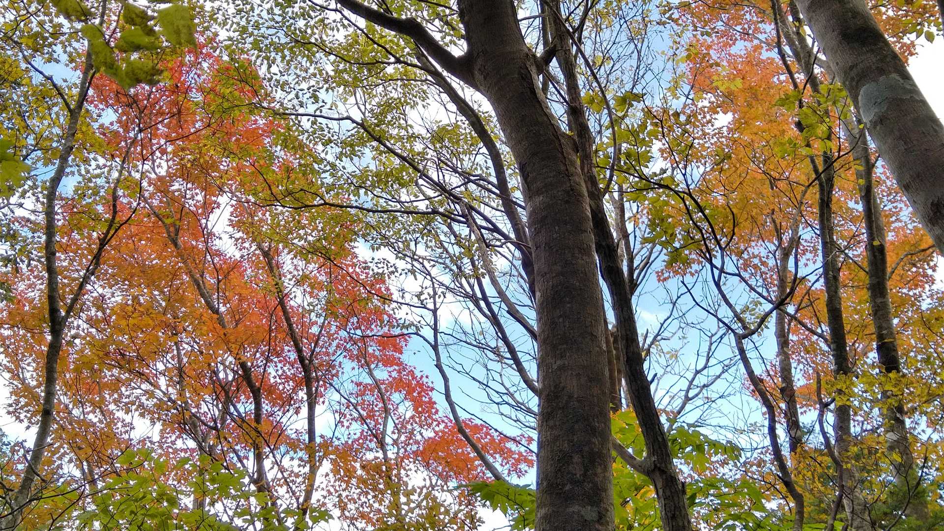 空と紅葉のコントラスト最高