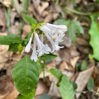 サツマイナモリ