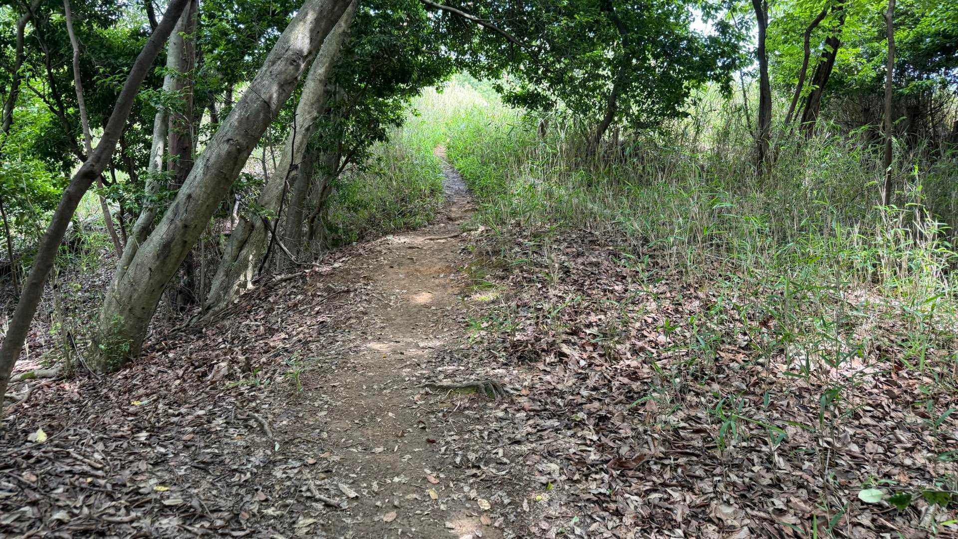 ゆるやかで歩きやすい登山道