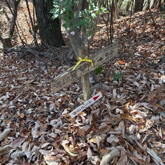 登山ルートへ➡️
一本松のピークまで行ってみます