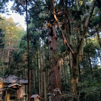 稲島薬師堂の大杉