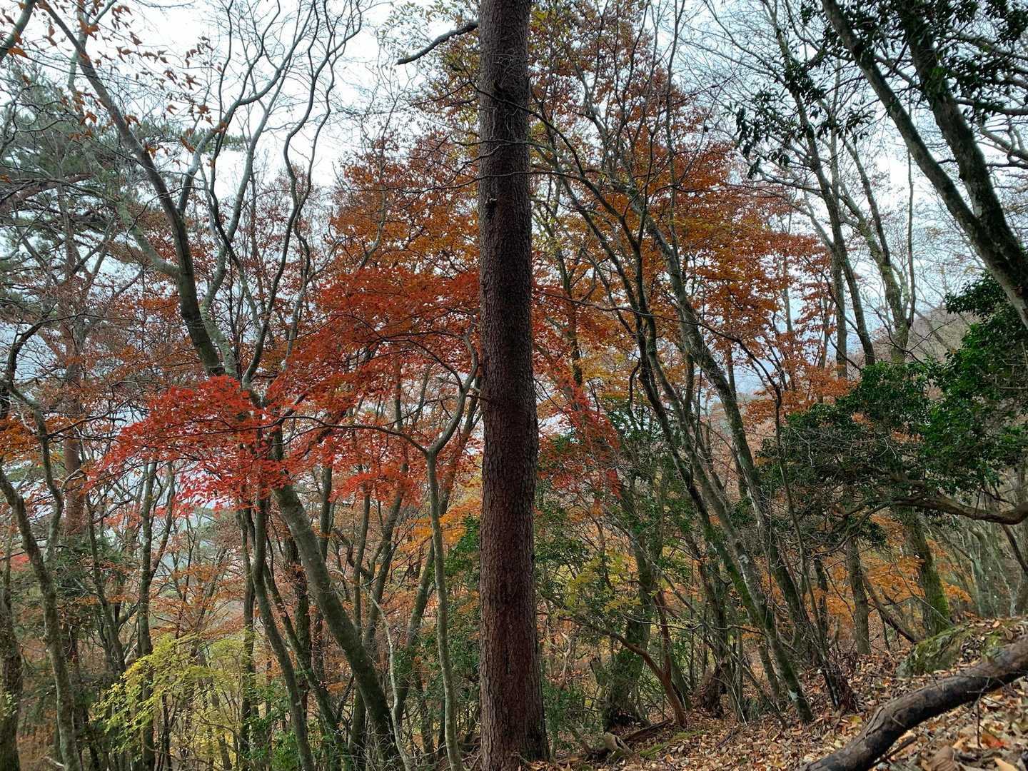 紅葉〜