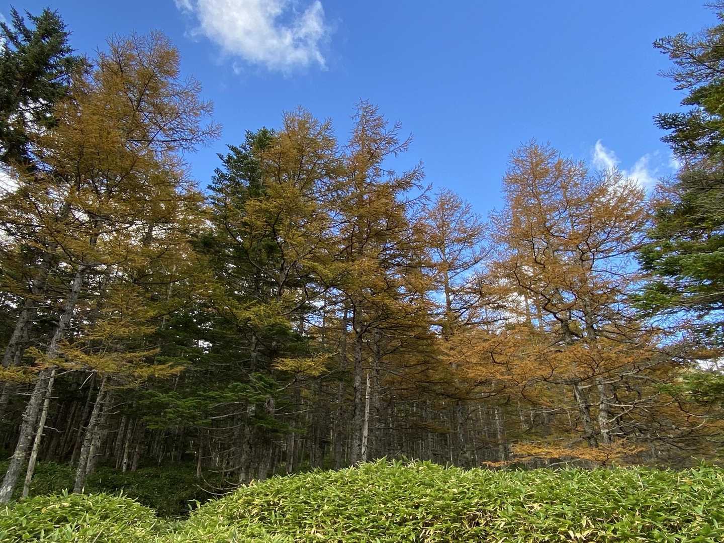 すずらん峠-蓼科山 周回コースの写真