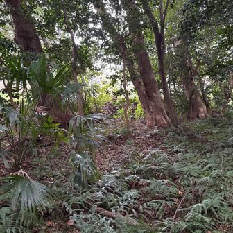 裏山に来たがここがピークでは無いらしい。