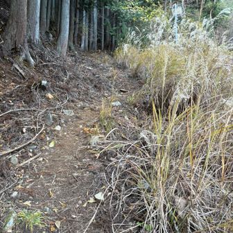 いざ、倉見山へ‼️
この後、落ち葉だらけの急登続き💦