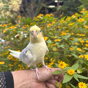 駐車場にお花いっぱい🌼🌼🌼🐥🥰
