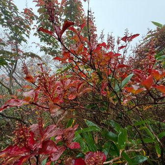 真っ赤なホツツジさん🍁
