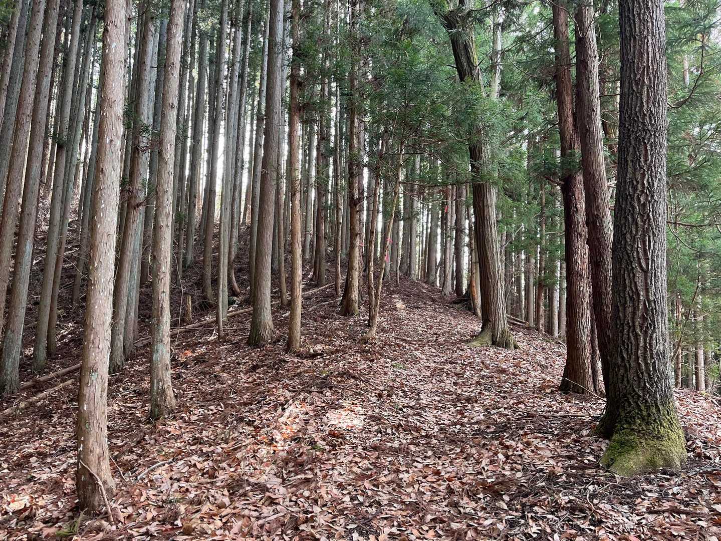 尼巌山-奇妙山 周回コースの写真