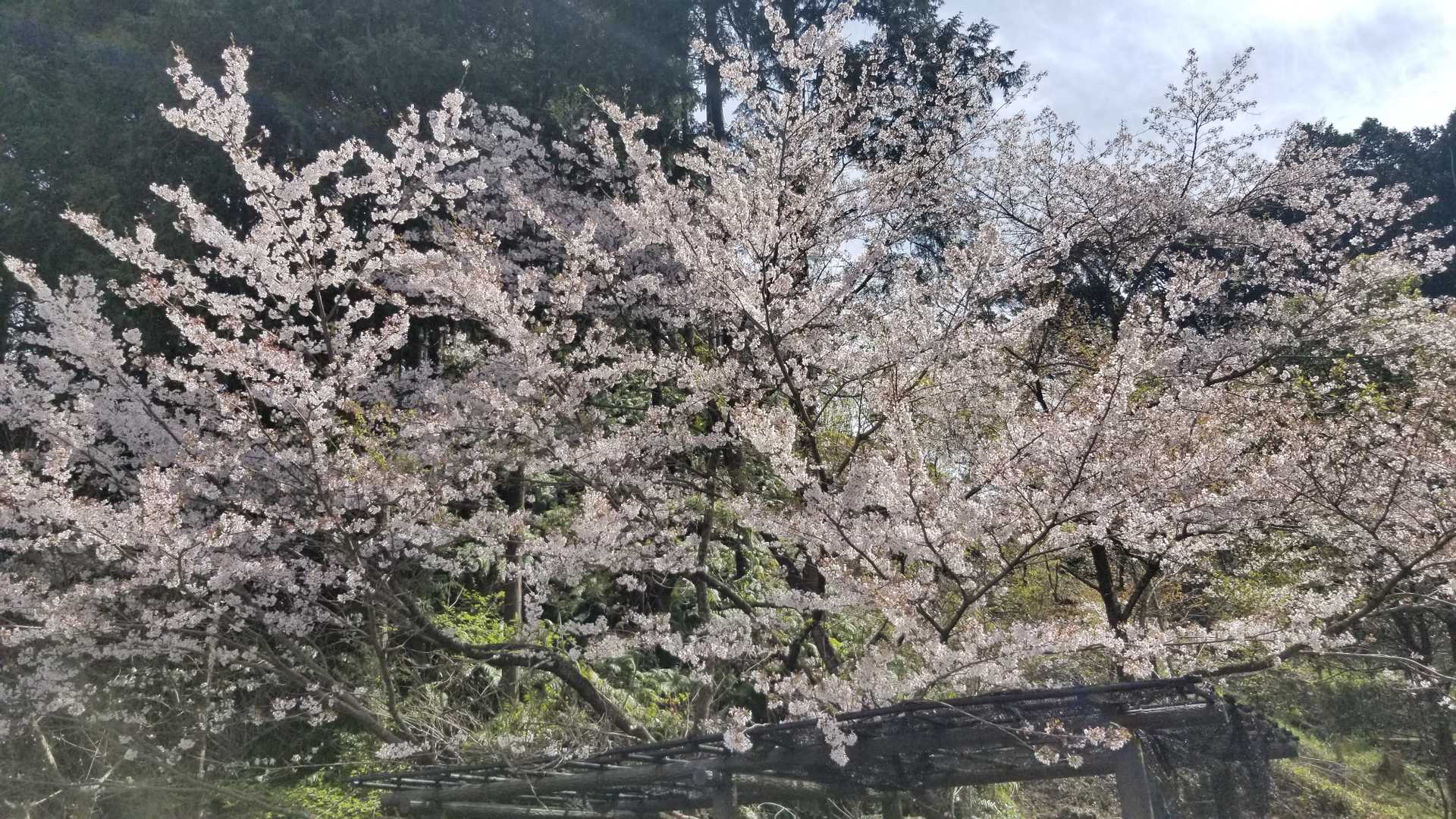 桜🌸は満開から少しピークをすぎた感じでした。ちょっぴり葉っぱがでてきてました。