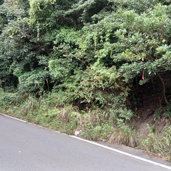 一旦、車道に出て、丸山、ピラミッドピーク、孫茶臼山と周回できるようだが。