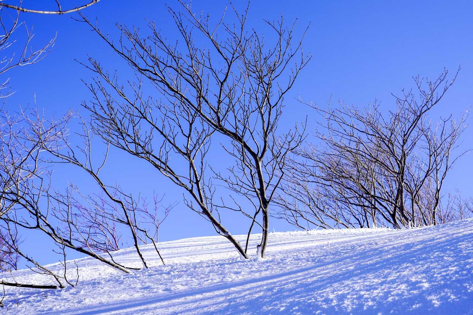 かつて霧氷だったもの