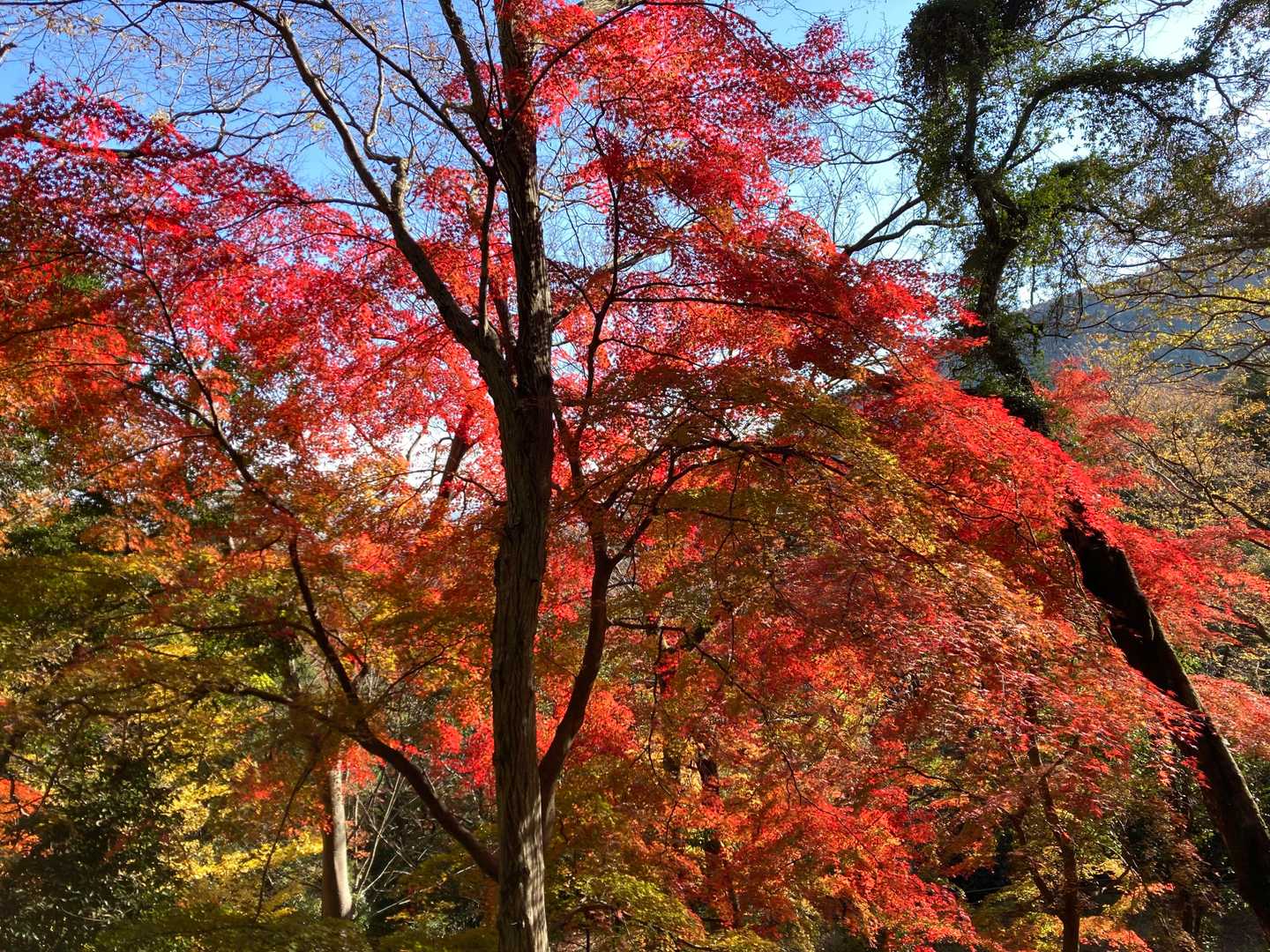 麓は紅葉が見事だった。