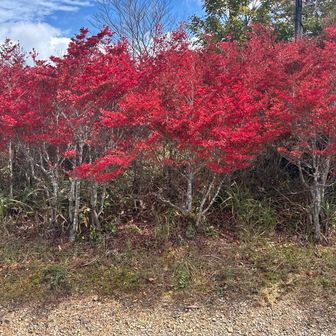 紅葉もきれいでした