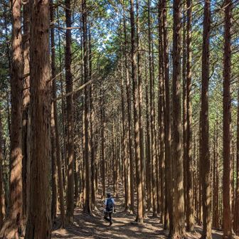 下山道　木漏れ日がよい✨️
整備されてるし、歩きやすかったな〜