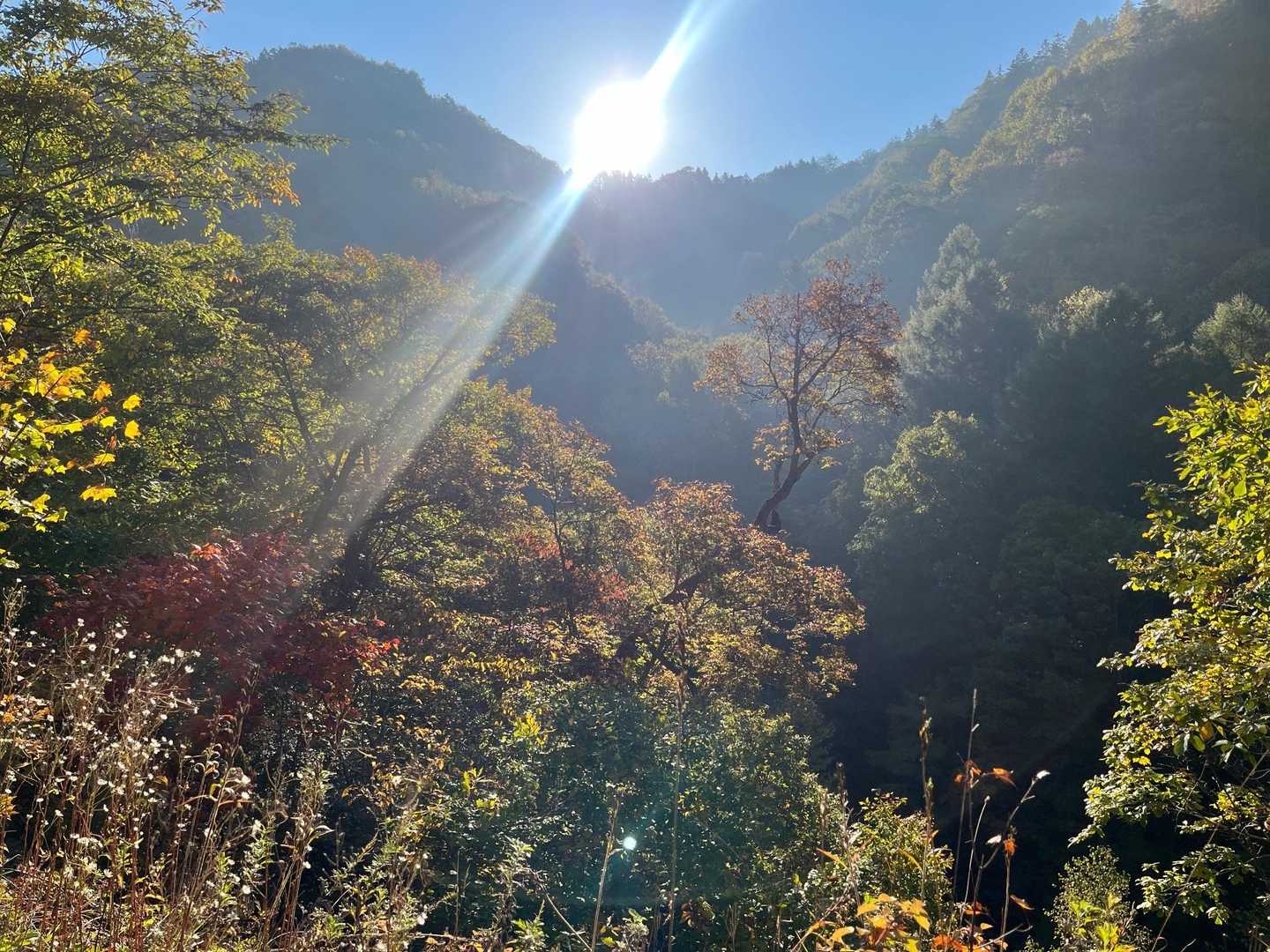 だんだんと紅葉してきたね。
お日様が眩しい😎