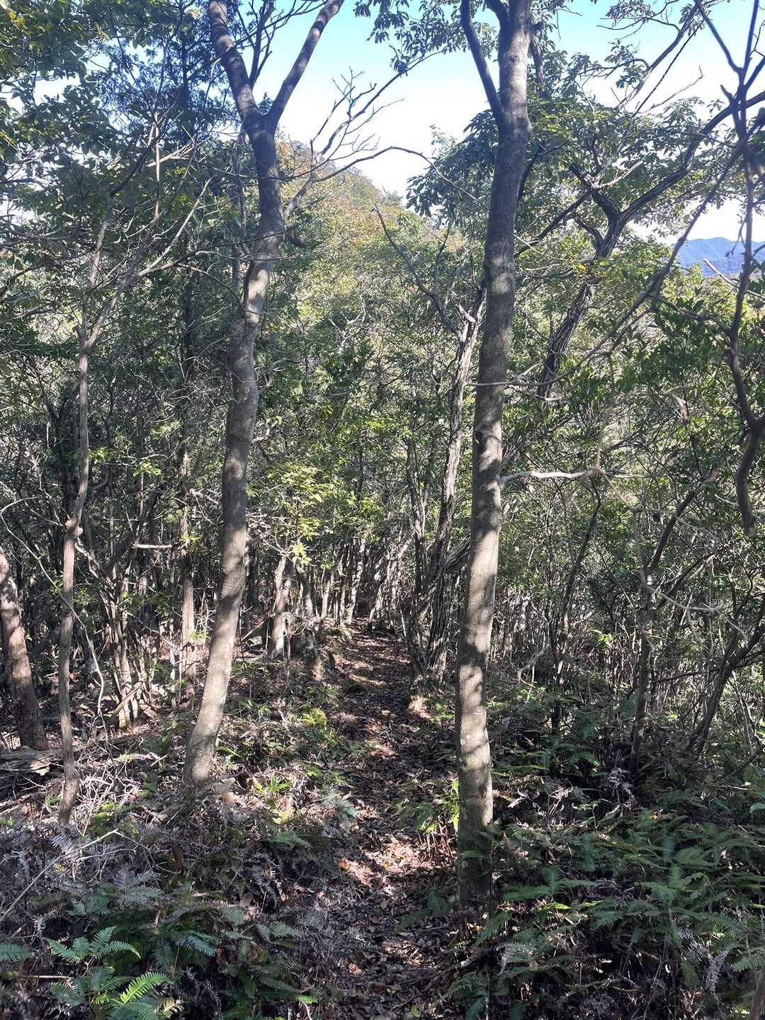 峯相山に向かいます⛰