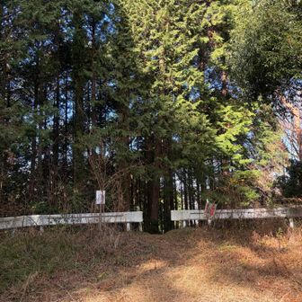 帰りは、道からそれて山中へ