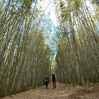 ここにも素敵な竹林✨️