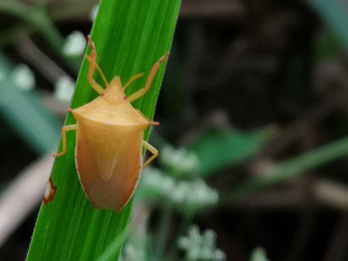 黄金色✨