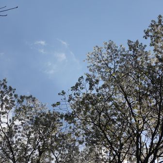 見上げると満開