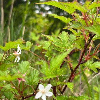 野いちごの花