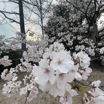 今日は天満宮に下りてみました🌸