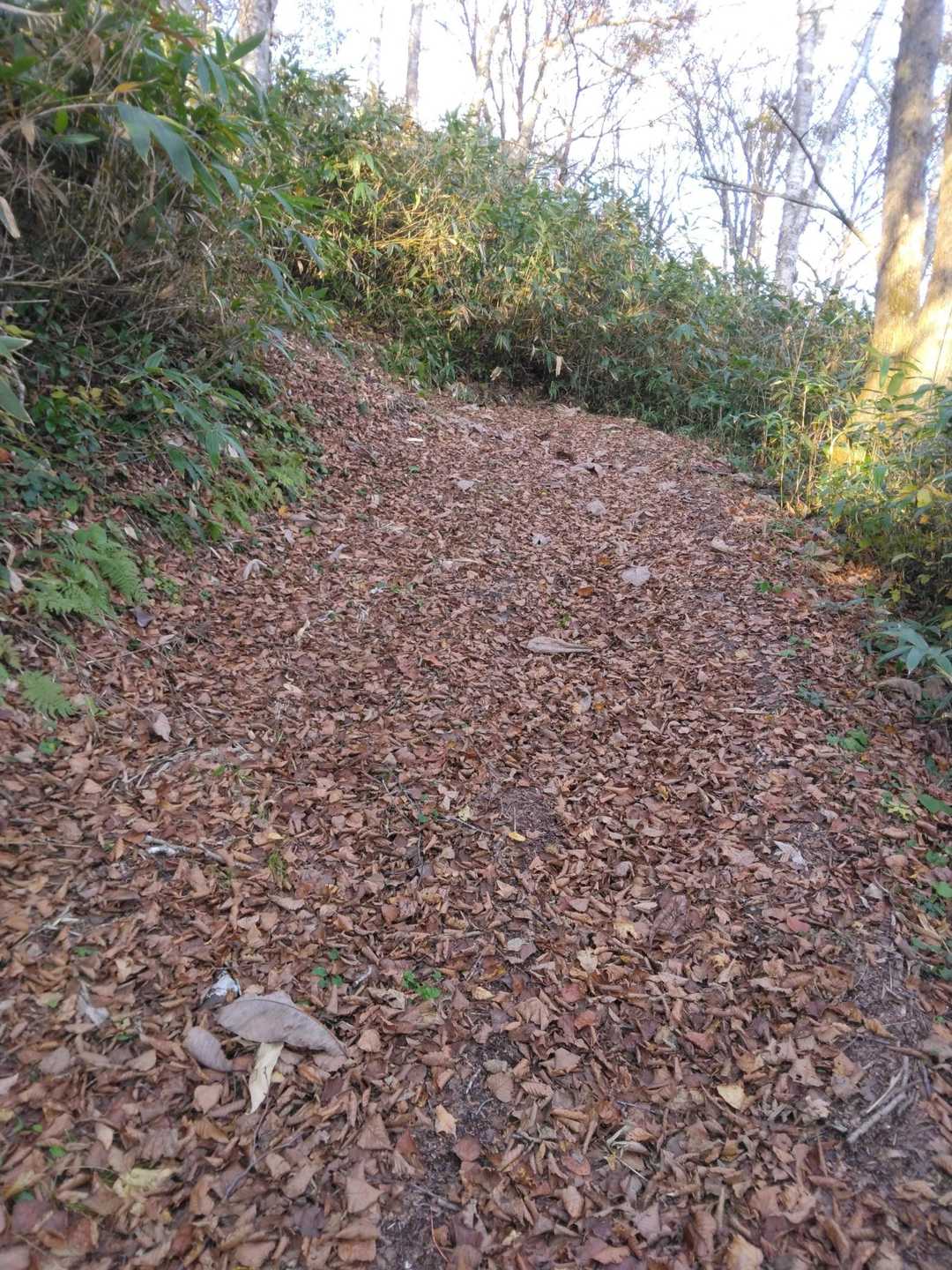 登山道広い😆