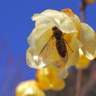 虫たちも動き出した🌼

